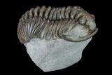 Flexicalymene Trilobite - Mt Orab, Ohio #133917-2